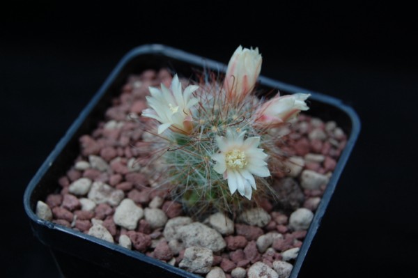 Mammillaria knebeliana SB 29