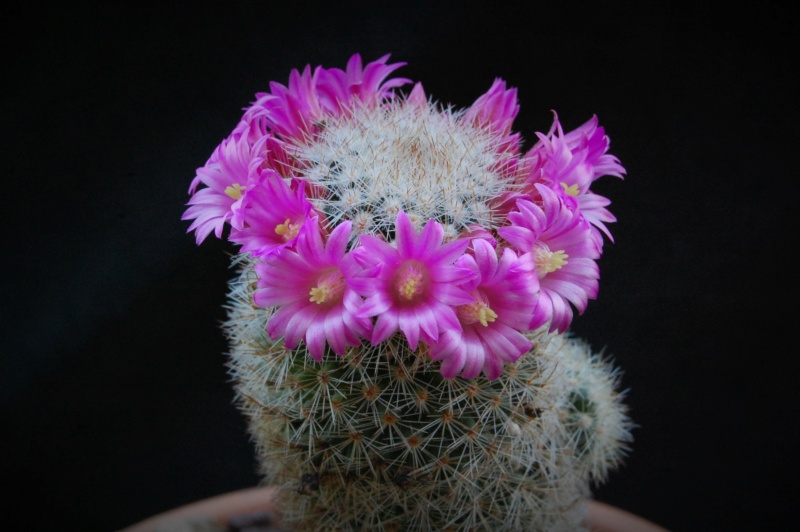 Mammillaria spinosissima ssp. pilcayensis v. crocidata 