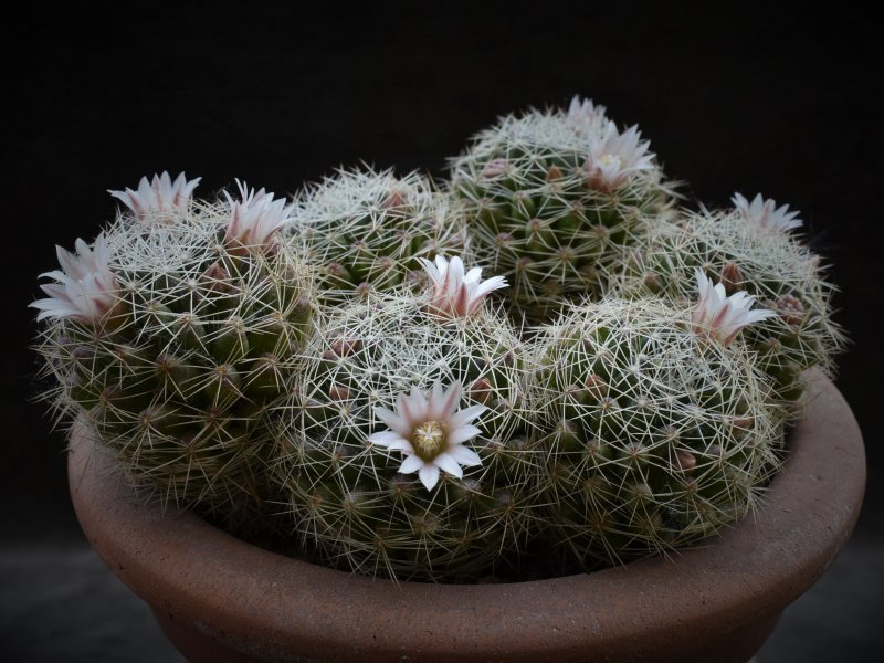 Mammillaria decipiens 