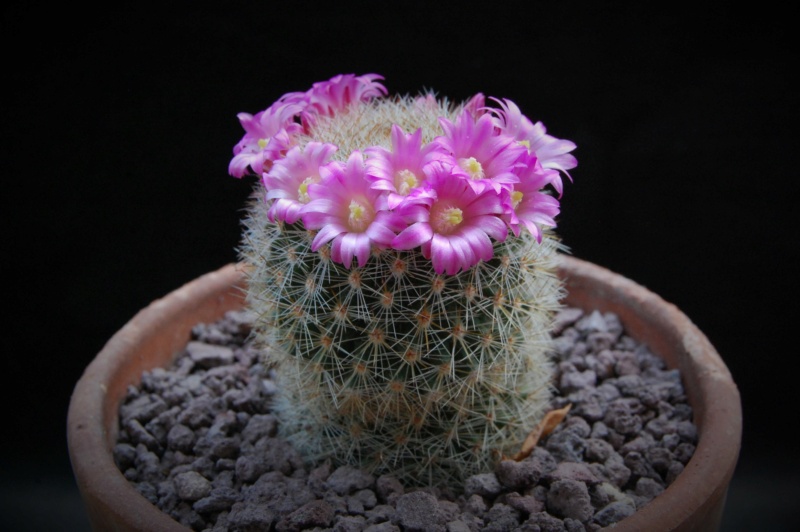 Mammillaria spinosissima ssp. pilcayensis v. crocidata 