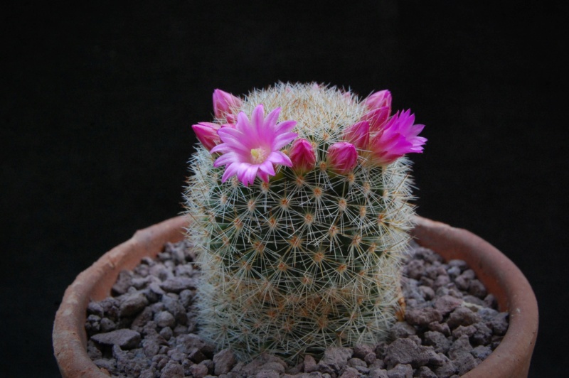 Mammillaria spinosissima ssp. pilcayensis v. crocidata 