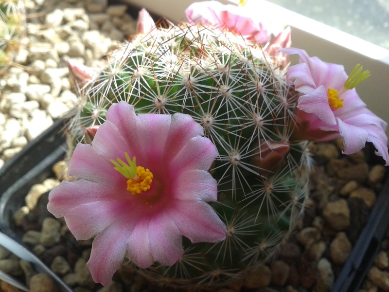 Mammillaria microcarpa SB 147