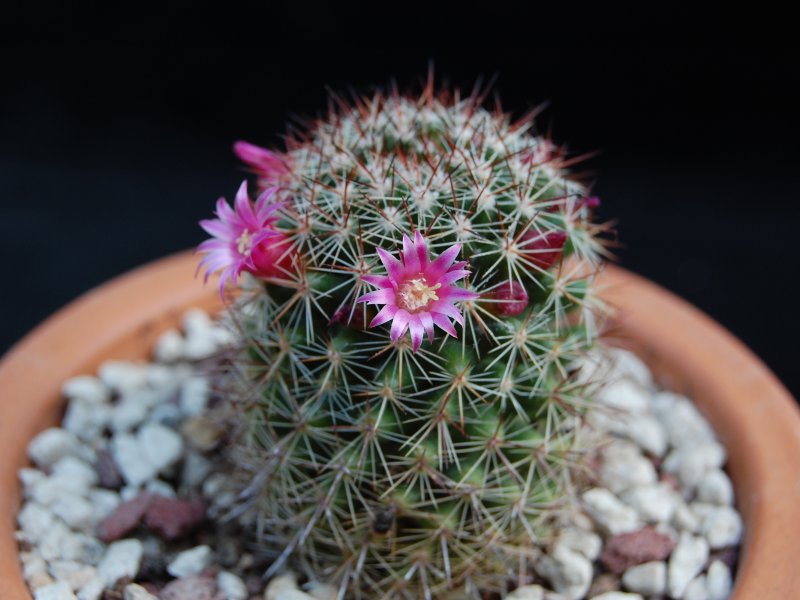 Mammillaria haasii ML 341