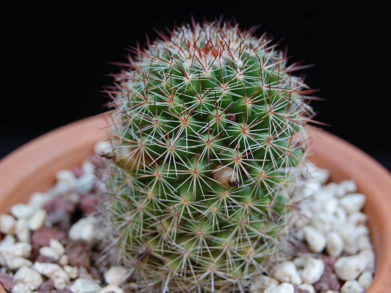 Mammillaria haasii ML 341