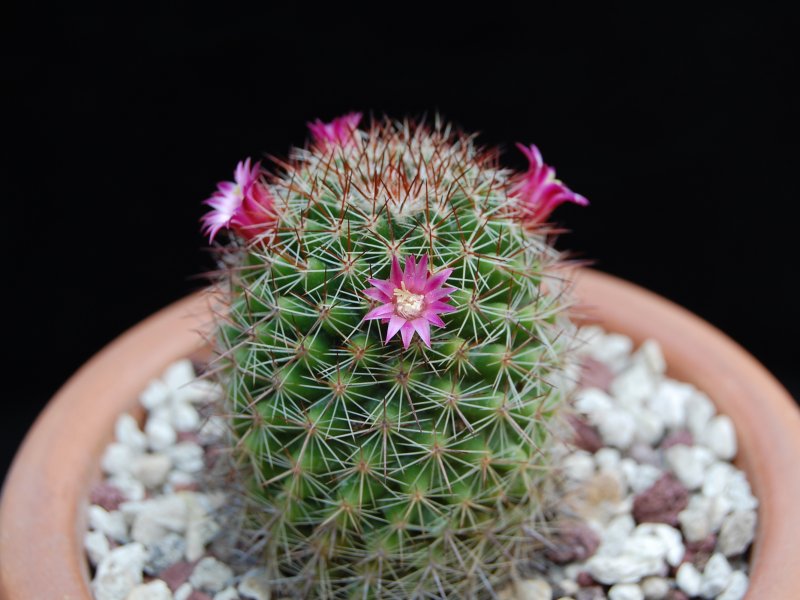 Mammillaria haasii ML 341