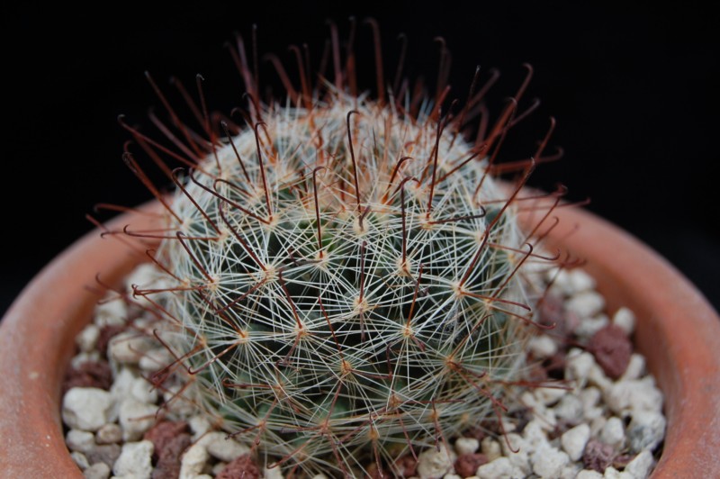 Mammillaria meridiorosei RP 78