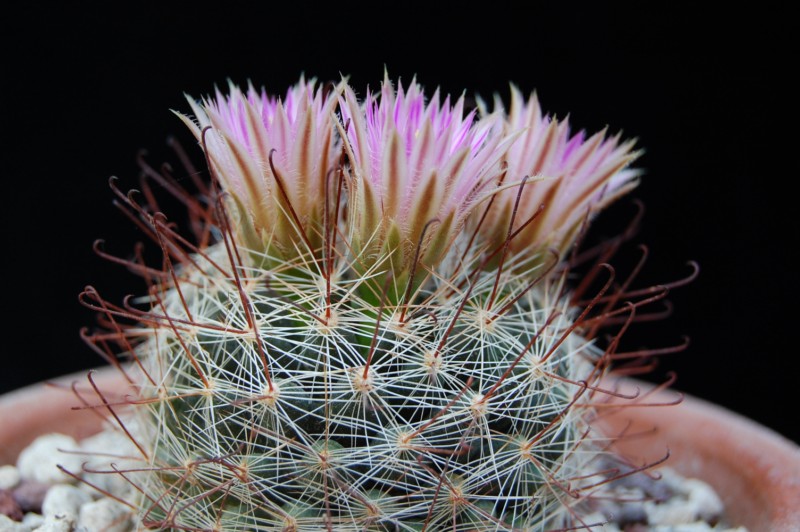 Mammillaria meridiorosei RP 78