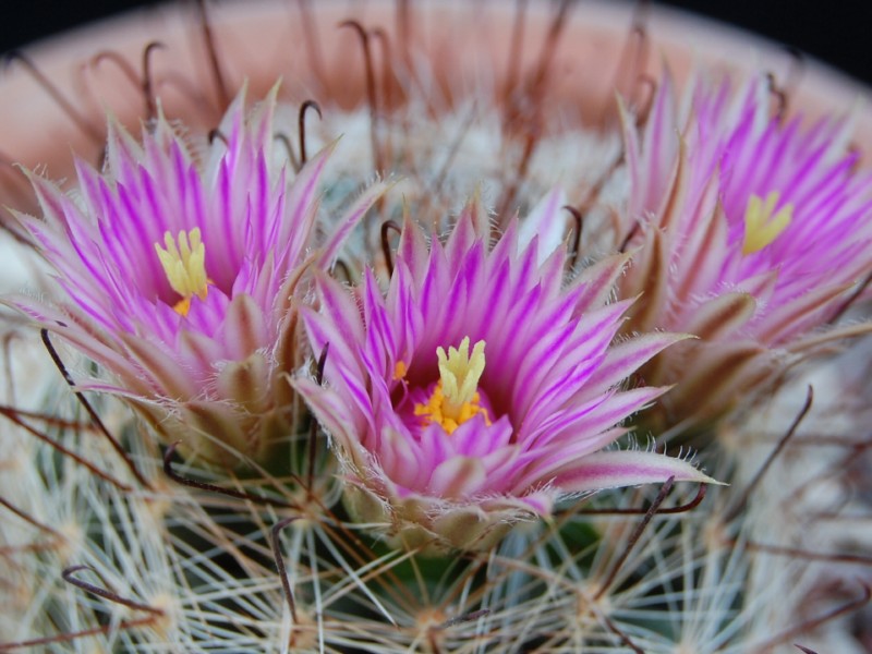 Mammillaria meridiorosei RP 78