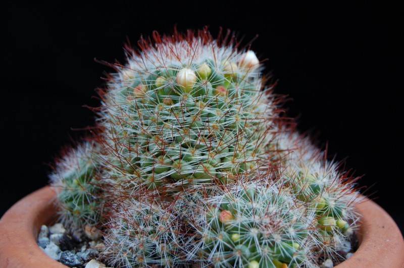 Mammillaria glochidiata v. xiloensis 