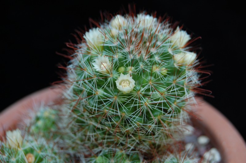 Mammillaria glochidiata v. xiloensis 