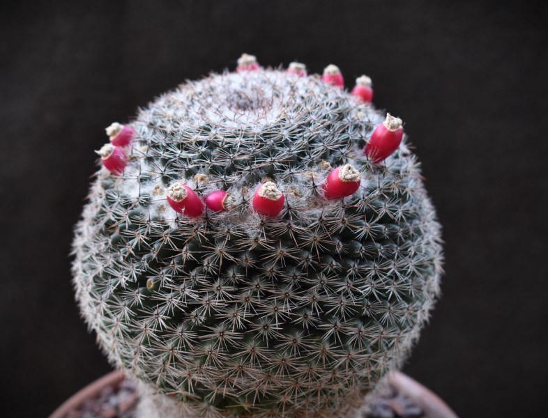 Mammillaria arroyensis REP 1054