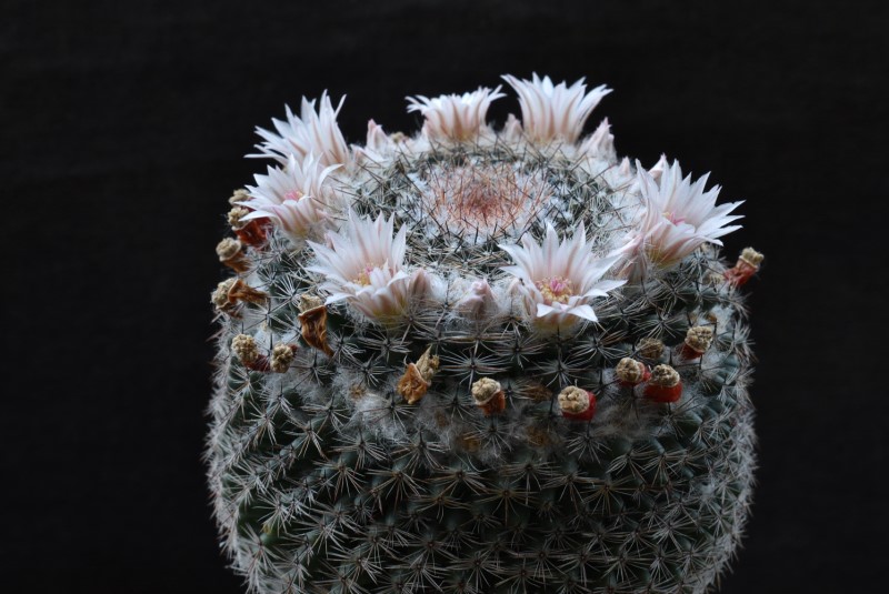 Mammillaria arroyensis REP 1054