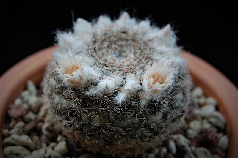 Mammillaria arroyensis REP 1054