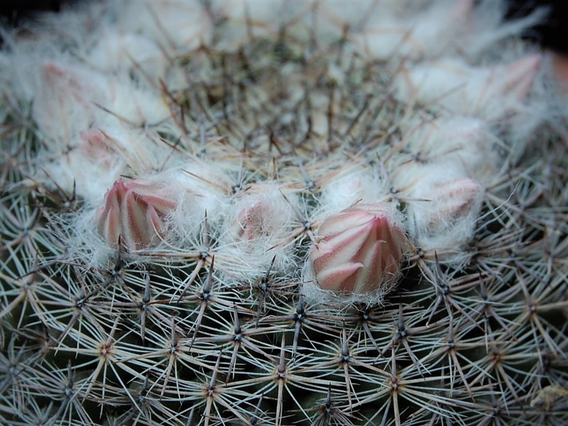 Mammillaria arroyensis REP 1054