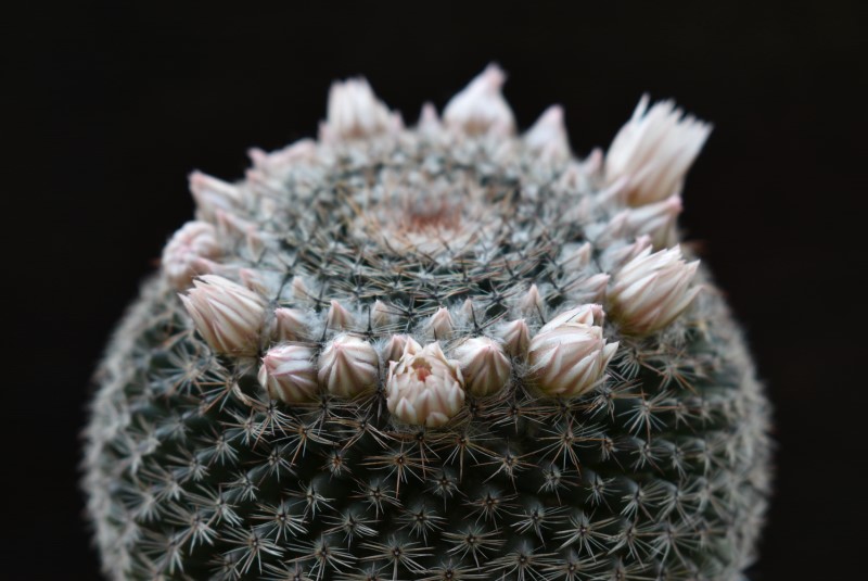 Mammillaria arroyensis REP 1054