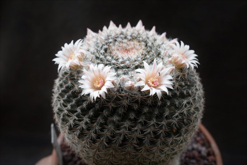 Mammillaria arroyensis REP 1054