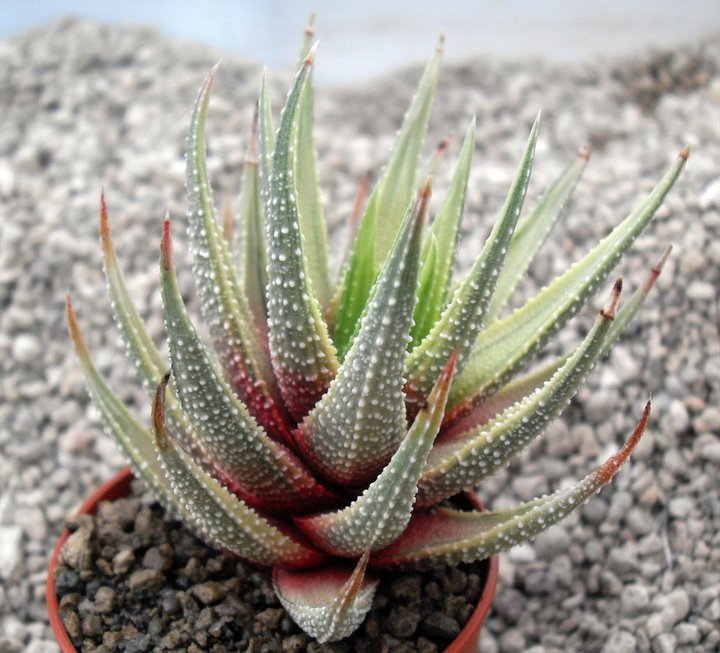 Haworthia radula f. variegata 