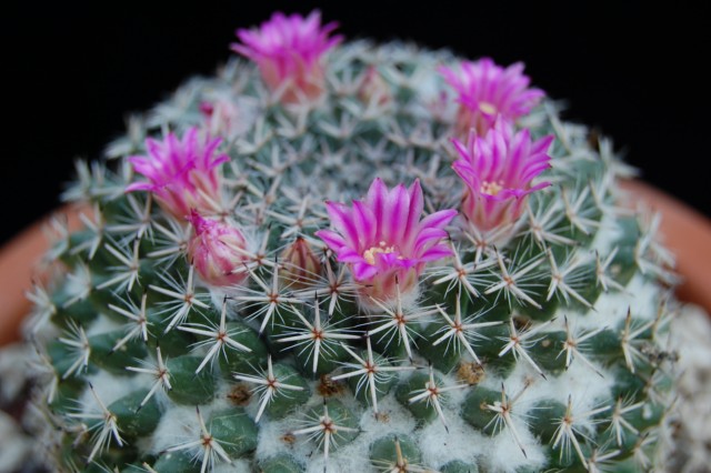 Mammillaria bachmannii 