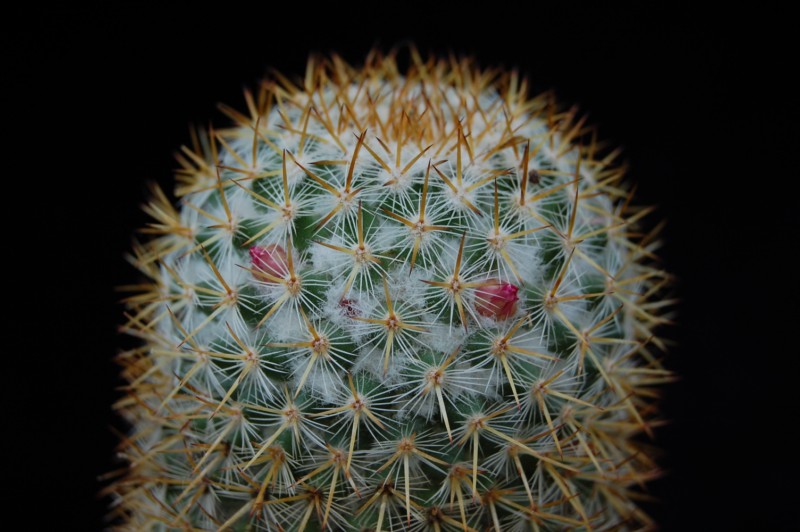 Mammillaria columbiana ssp. yucatanensis 