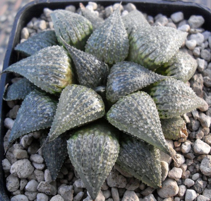 haworthia cv. bew's wonder