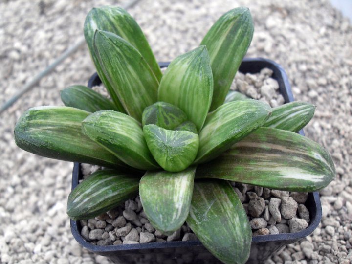 haworthia truncata x maughanii