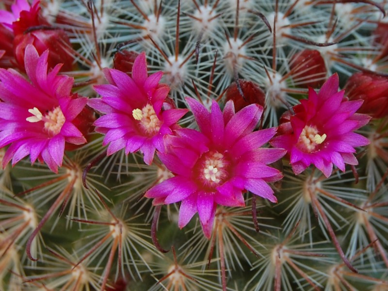 Mammillaria mitlensis P 327