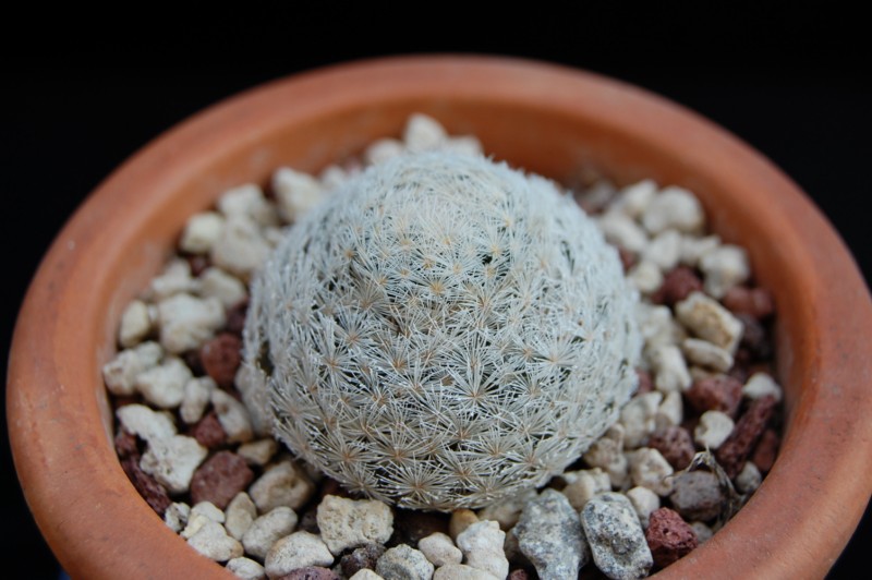 Mammillaria roseocentra HK 1051