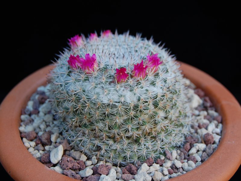 Mammillaria infernillensis 