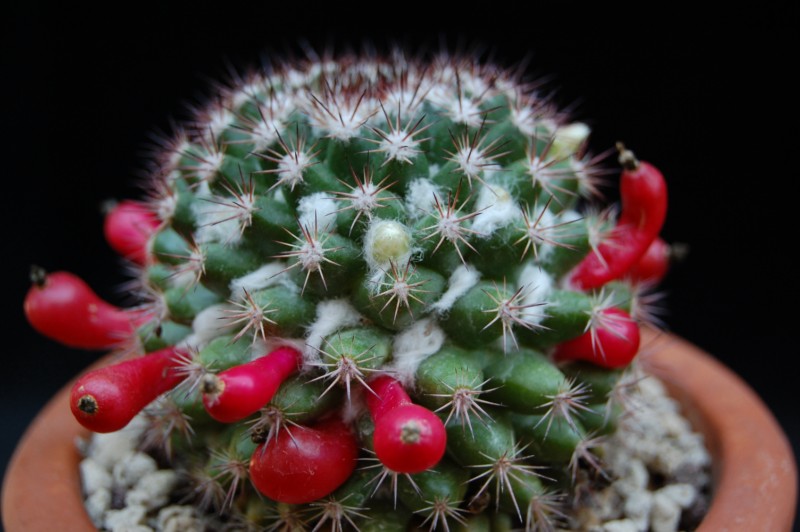 Mammillaria mammillaris 