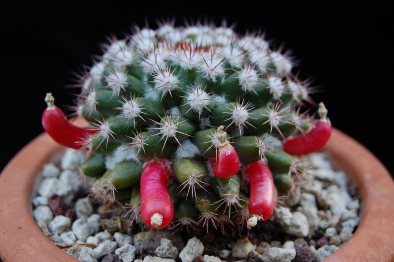 Mammillaria mammillaris 