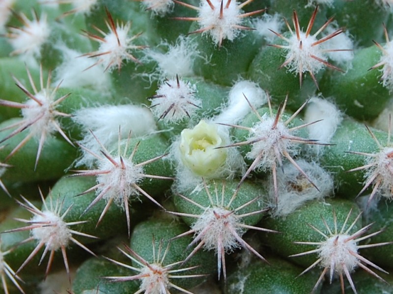 Mammillaria mammillaris 