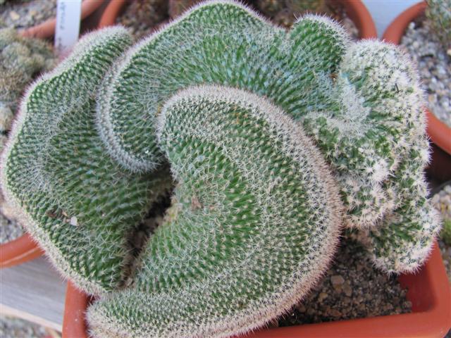 Mammillaria spinosissima f. cristata 