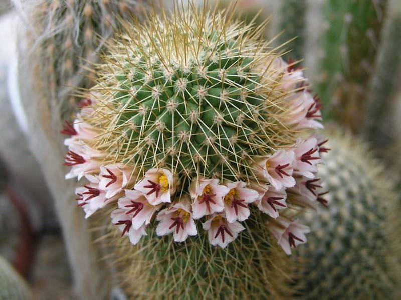 Mammillaria cerralboa 