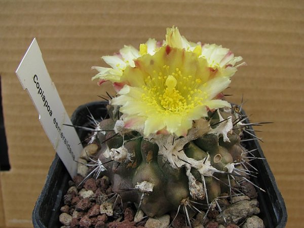 copiapoa humilis v. esmeraldana