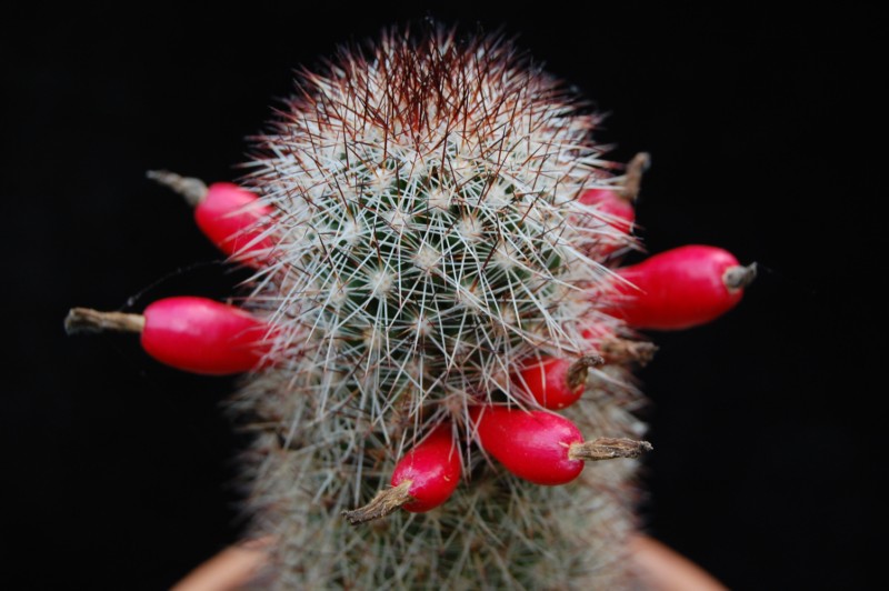 Mammillaria phitauiana 