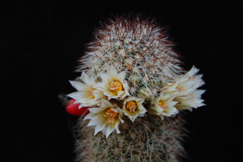 Mammillaria phitauiana 