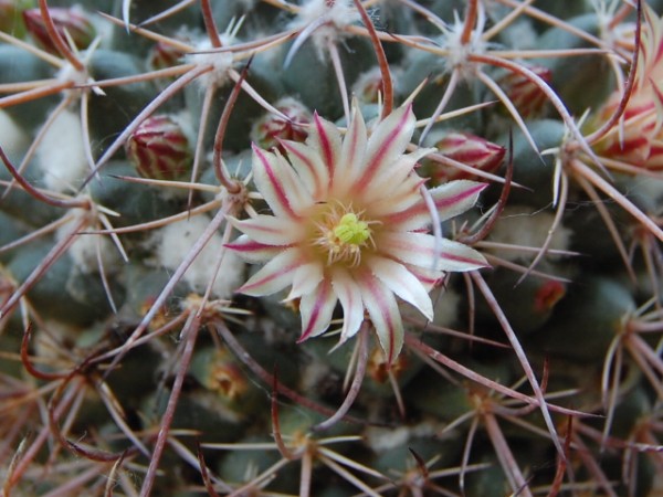 Mammillaria obscura v. wagneriana tortulospina 