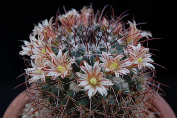 Mammillaria obscura v. wagneriana tortulospina 