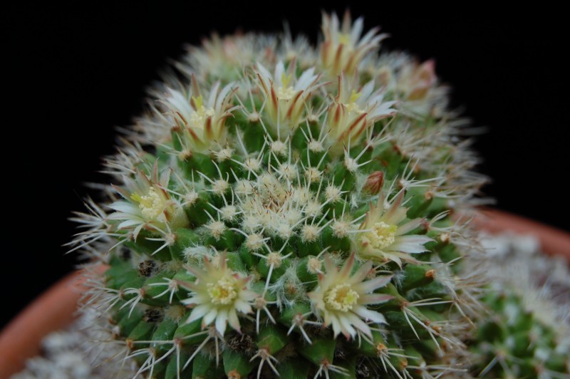 Mammillaria knippeliana 