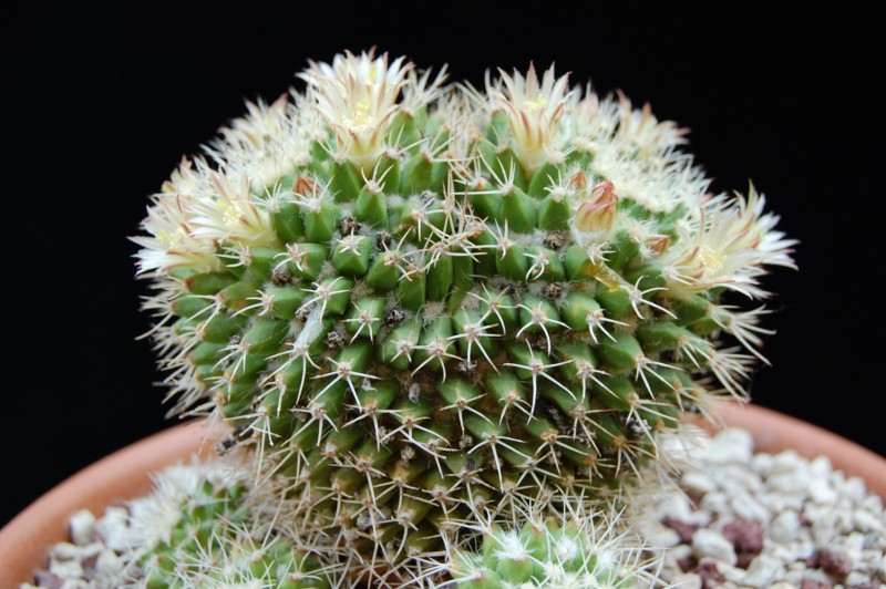 Mammillaria knippeliana 