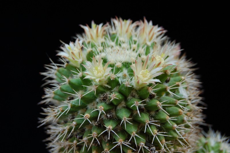 Mammillaria knippeliana 