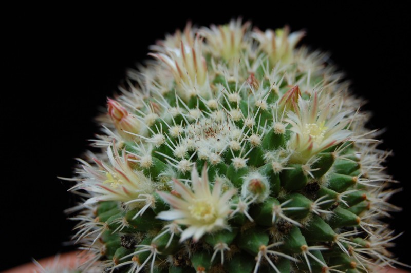 Mammillaria knippeliana 