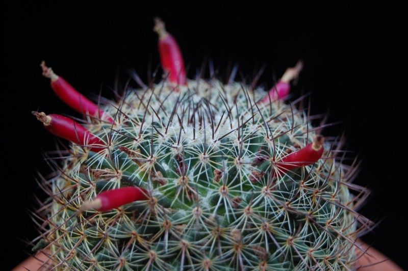 Mammillaria wiesingeri ssp. apamensis v. pratensis REP 1099