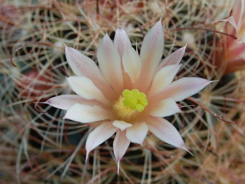 Mammillaria carretii 