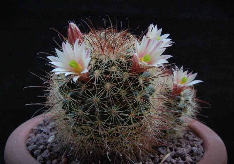 Mammillaria carretii 