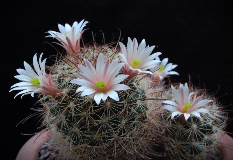 Mammillaria carretii 