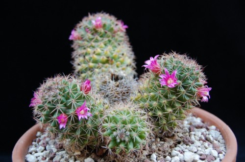 Mammillaria backebergiana ssp. ernestii 