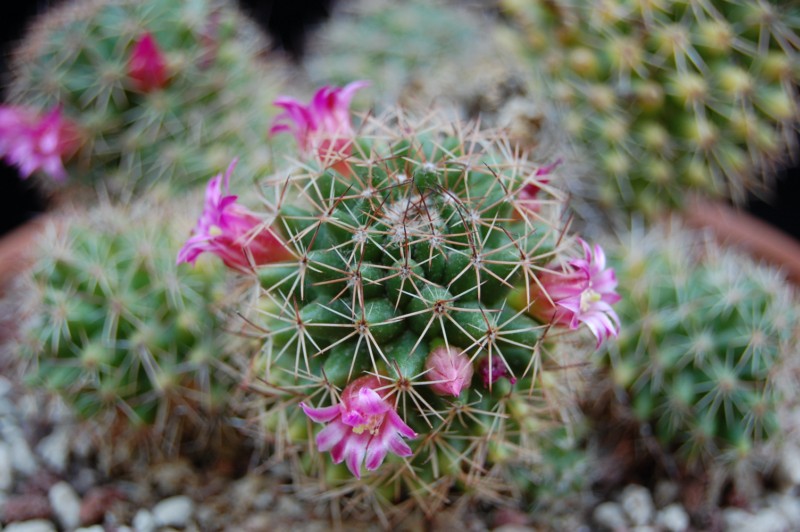 Mammillaria backebergiana ssp. ernestii 