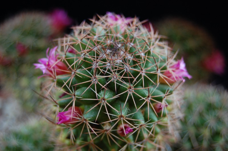 Mammillaria backebergiana ssp. ernestii 