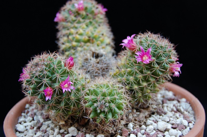 Mammillaria backebergiana ssp. ernestii 